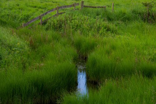Groen in het Wrabness Natuur Reservaat
