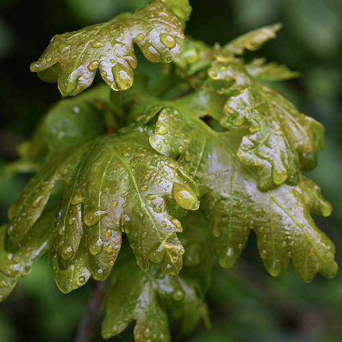 Een sfeervolle macrofoto van een glanzend groen eikenblad gehuld in sprankelende regendruppels