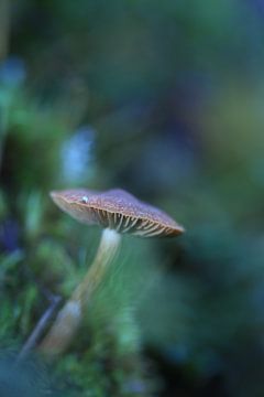 Dromeringe sfeer rondom Finse paddenstoel by Carin van der Aa