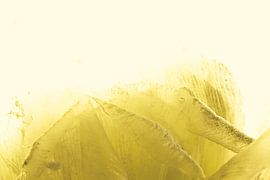 White ranunculus in ice, coloured yellow