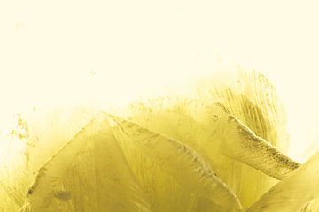 Weiße Ranunkel in Eis, gelb koloriert