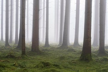 Conifer forest in autumn with fog and moss on the ground