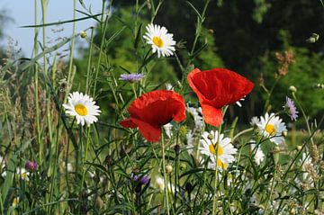 wilde bloemen von louisa fijn