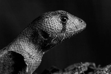 Lizard in black and white von Stijn de Jong