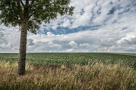 Landwirtschaftliche Landschaft in Herstappe (B) von Martine Dignef