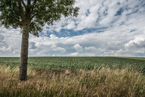 Agricultural landscape in Herstappe (B)