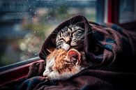 Katten in deken voor het raam van Felicity Berkleef thumbnail