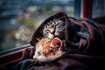 Katzen in Decken am Fenster