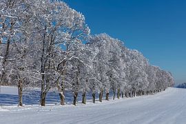 Baumallee im Winter von Markus Lange