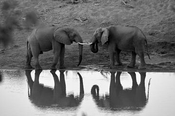 Twee olifanten in Kruger park met reflectie in het water van Vera Boels
