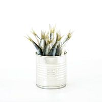 Sardines in blik