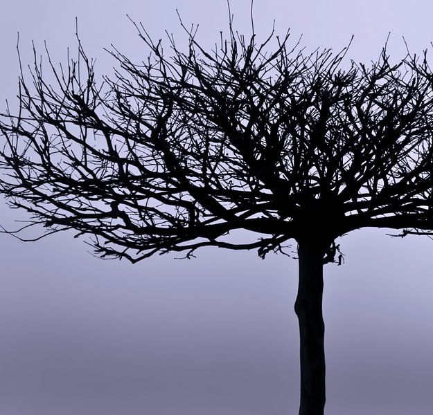 Natural beauty - gray tone by Kirsten Warner