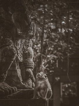 Forêt des singes à Ubud sur Bianca  Hinnen