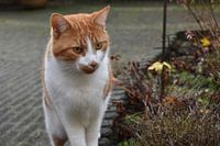 Kat in de tuin