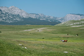 Horses grazing in the Durmitor mountain valley by Bram Tempelaar Photography
