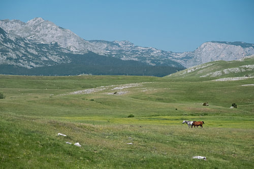 Des chevaux paissant dans la vallée montagneuse du Durmitor