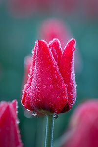Rode tulp met dauwdruppels.