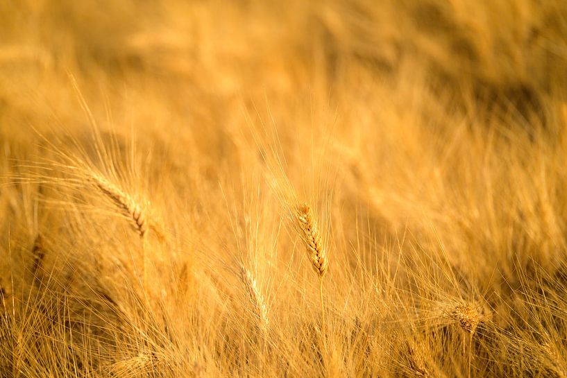 Wheat field with ripe ears during summer sunset by Sjoerd van der Wal Photography
