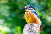 Kingfisher