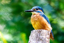 Eisvogel von Marc Ploum