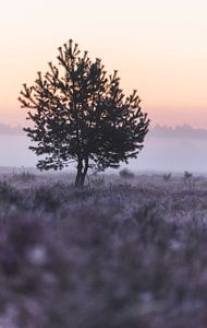 Lever du soleil sur Patrick Verheij