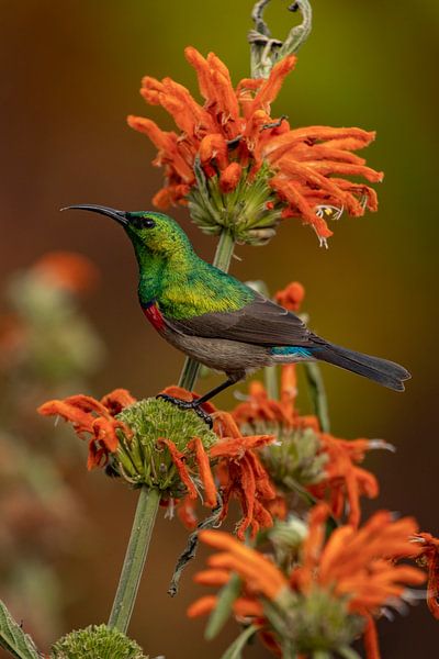 Southern double collared by Shane van Dyk