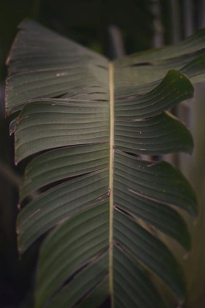 Botanical print tropical leaf by Yvette Moeskops