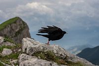 Aus der Vogelperspektive
