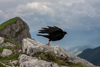 Aus der Vogelperspektive