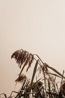 Schilf an einem nebligen Herbstmorgen