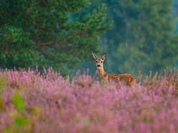 Rehe auf dem Moor von Laurens de Waard