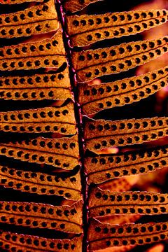 SCHETS van Miroslav Ptacek