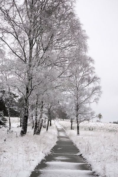 Winter landscape in the Netherlands by Photographer_Kathinka