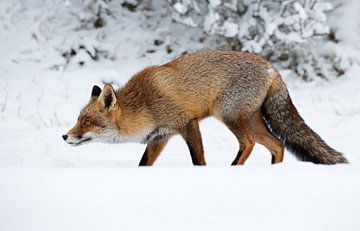 Vos  in een winters landschap van Menno Schaefer