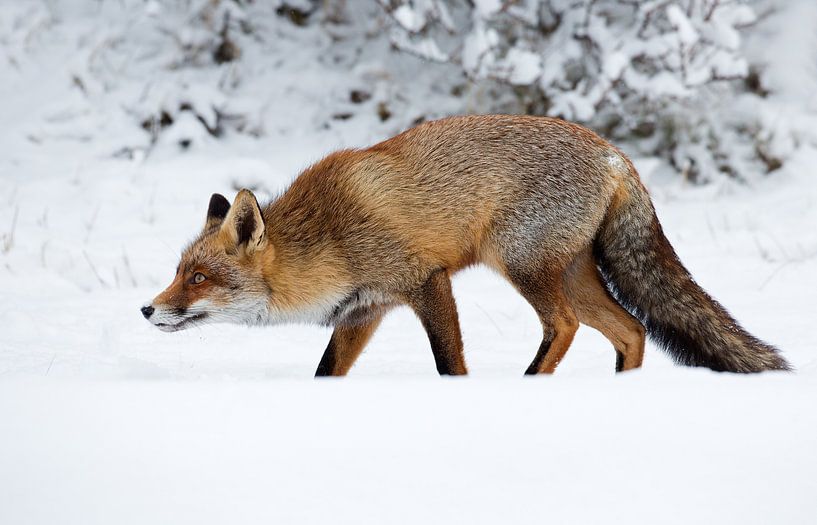 Red fox von Menno Schaefer