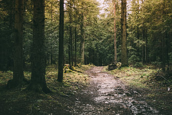 Weg im Wald