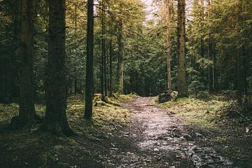 Weg im Wald von Patrycja Polechonska