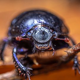 beetle by scott van maurik