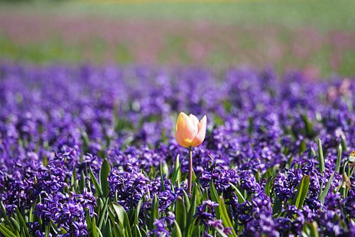 Tulip and hyacinths bulb field Texel