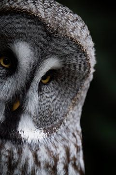 Laplanduil, grijze uil ogen