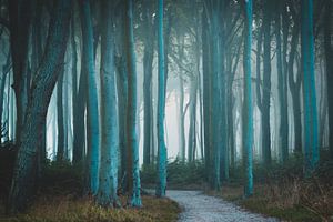 Nebel im Wald von Martin Wasilewski