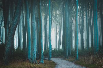 Brouillard dans la forêt sur Martin Wasilewski