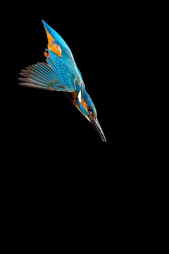 IJsvogel gefotografeerd in het Gooi