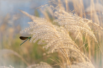 Libelle auf dem Ziergras