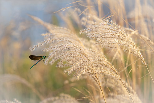 Libelle auf dem Ziergras