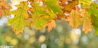 Autumn leaf
