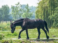 Beauté noire