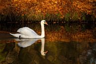 Zwaan in het zonnetje op late herfstdag par Dirk Jan Kralt Aperçu