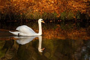 Zwaan in het zonnetje op late herfstdag