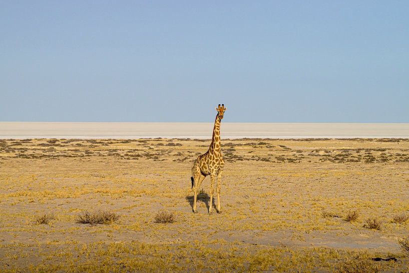 Giraffe by Merijn Loch